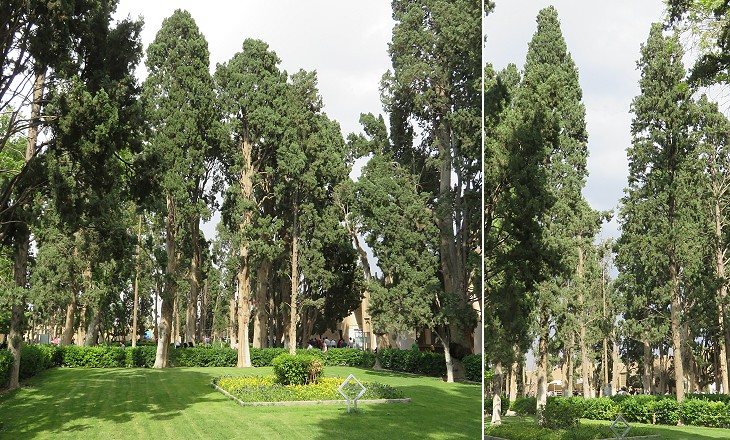 Bagh-e Fin - cypress trees
