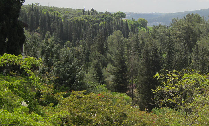 View of the cypresses
